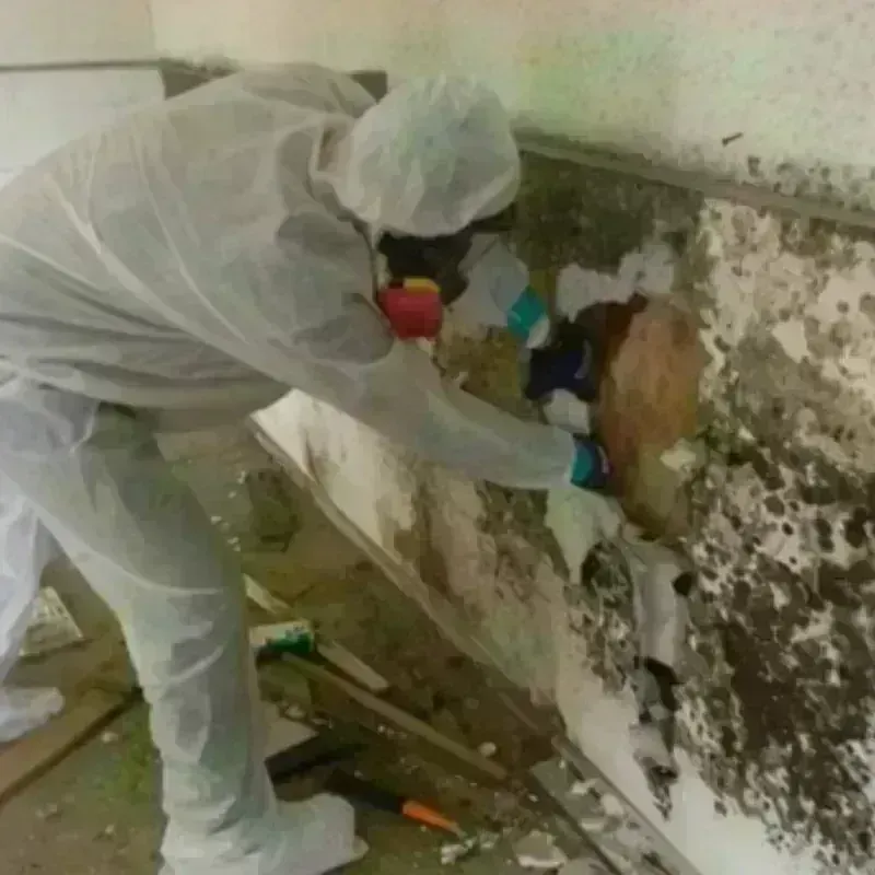 Mold Remediation and Removal in El Rancho, NM